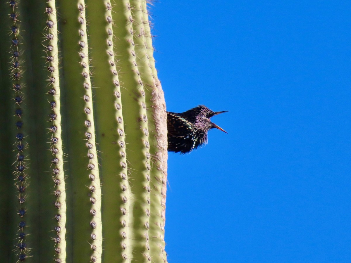 European Starling - ML647409782