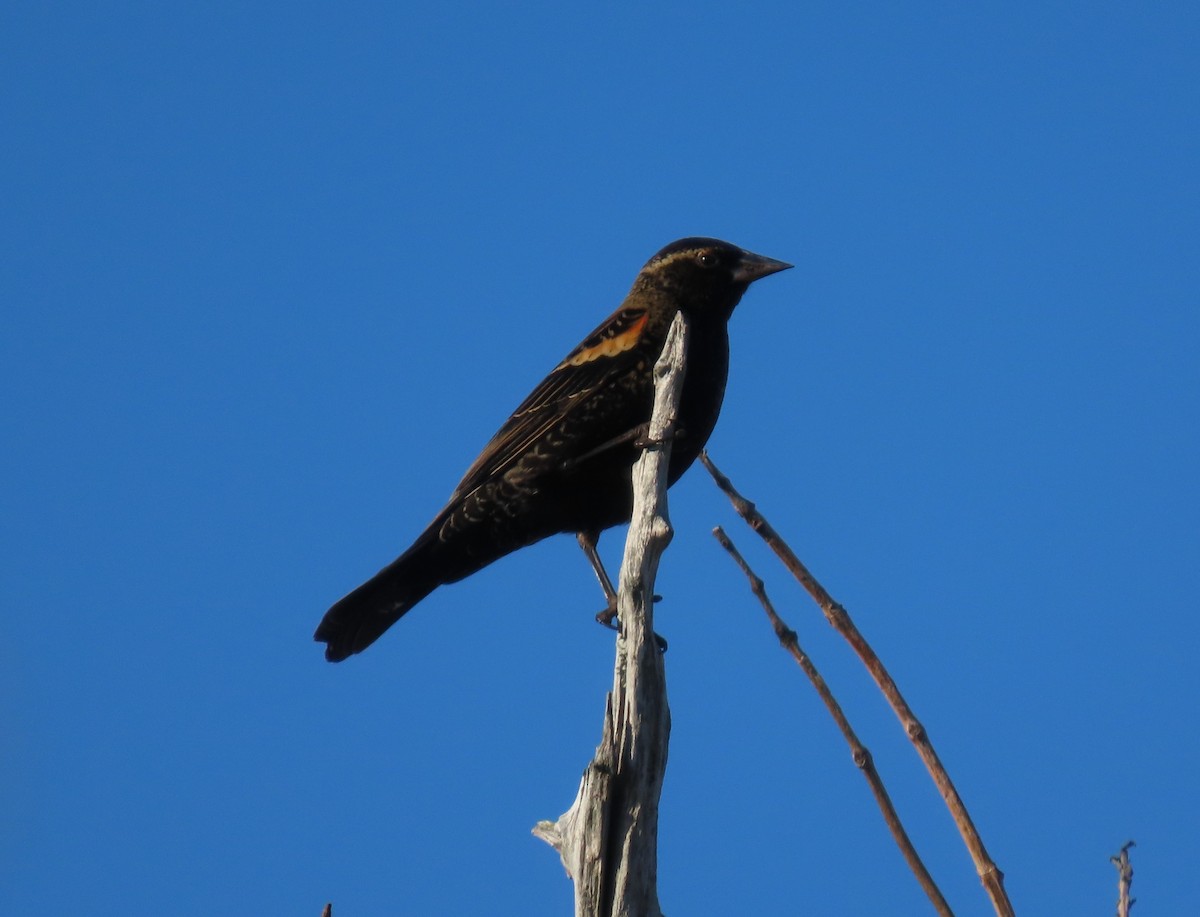 ハゴロモガラス - ML647409790