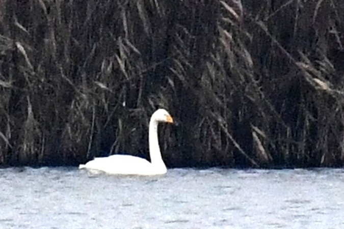 ברבור בלתי-מזוהה - ML647409791
