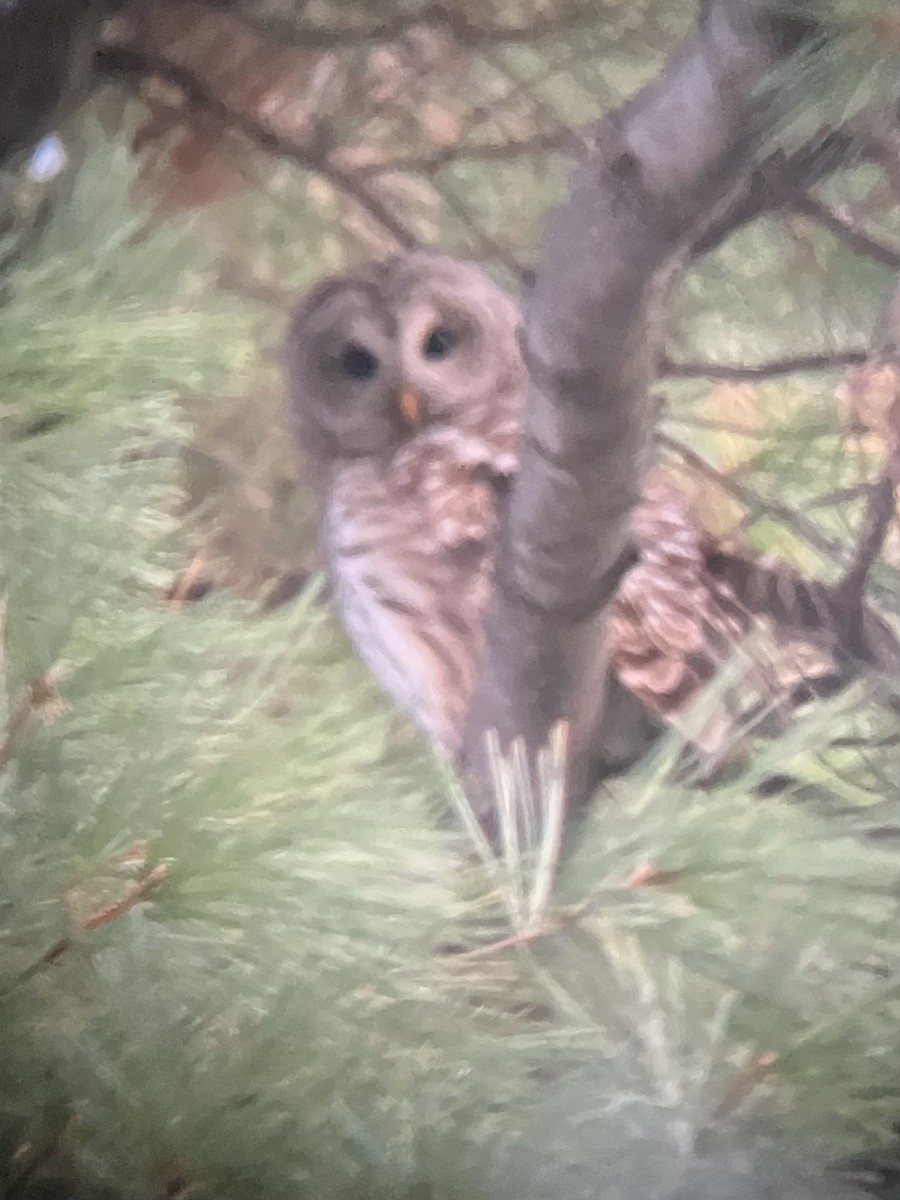 Barred Owl - ML647409793