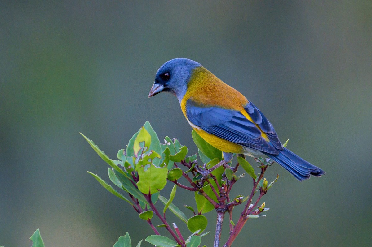 Patagonian Sierra Finch - ML647409797