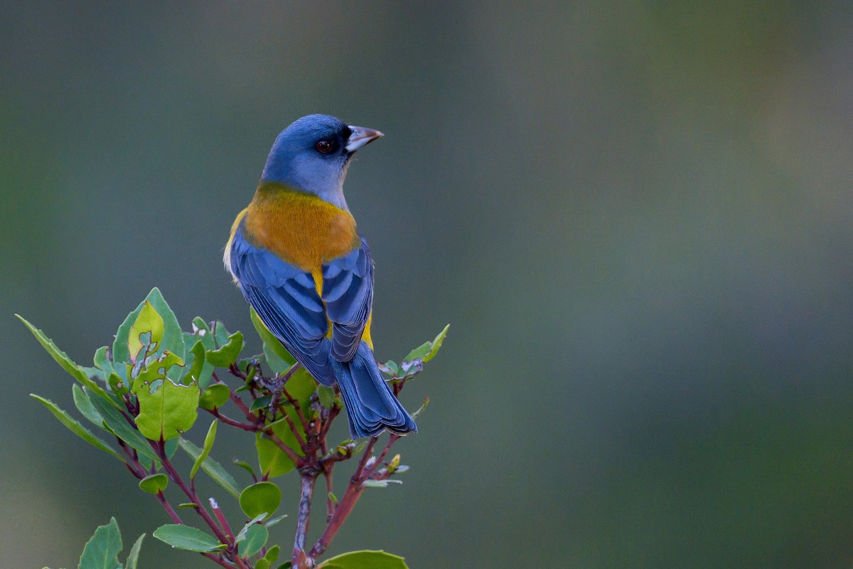 Patagonian Sierra Finch - ML647409798