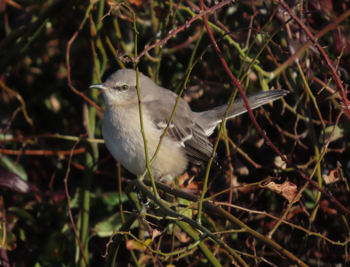 マネシツグミ - ML647409817
