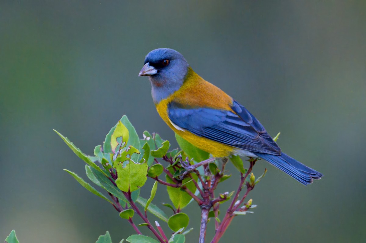 Patagonian Sierra Finch - ML647409820