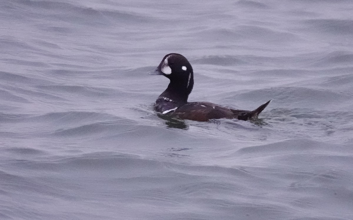 Harlequin Duck - ML647409846