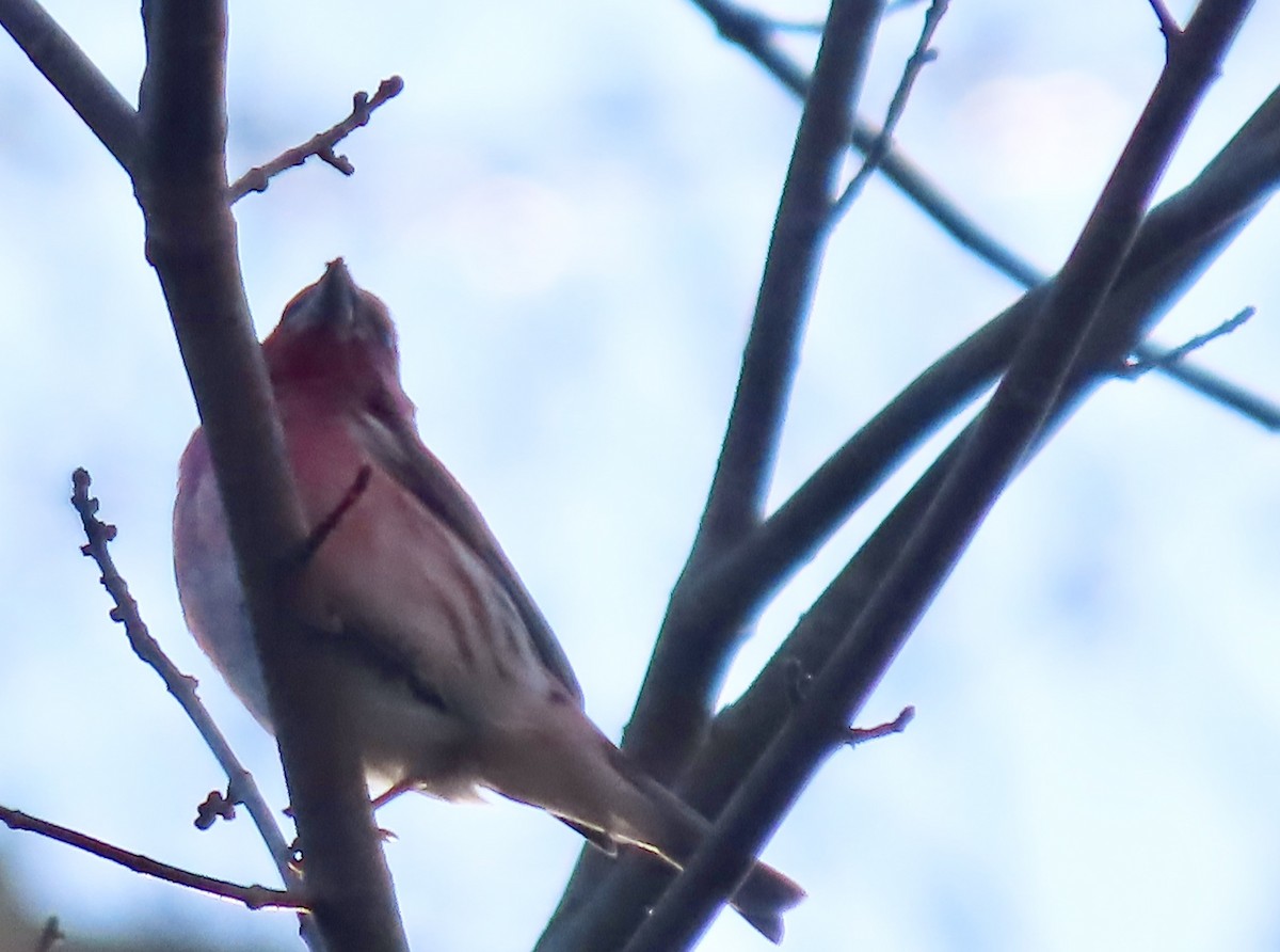 purpurfink - ML647409847