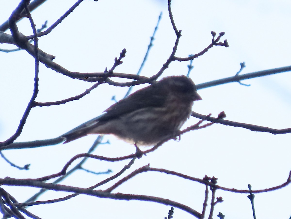 purpurfink - ML647409848