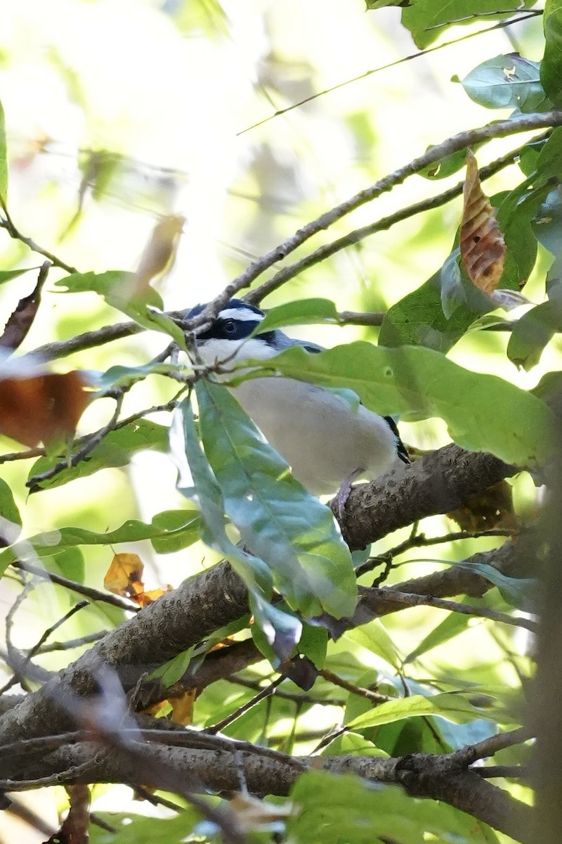 White-browed Shrike-Babbler - ML647409890