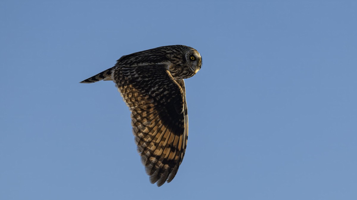 Zingira-hontza - ML647409913