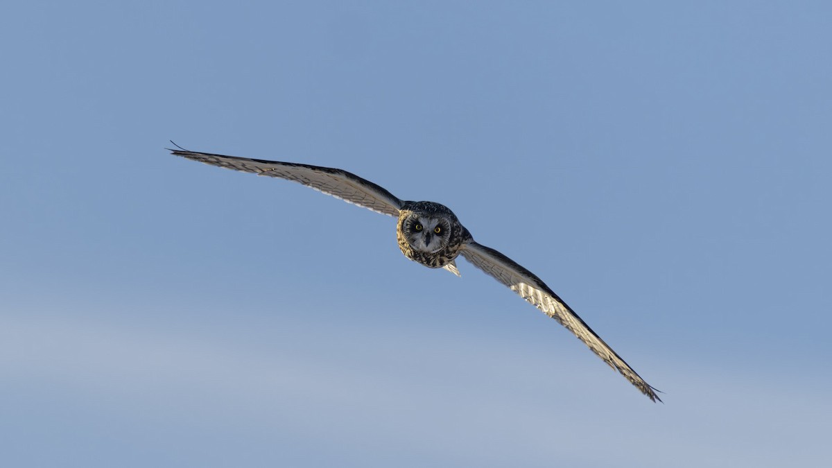 Zingira-hontza - ML647409914