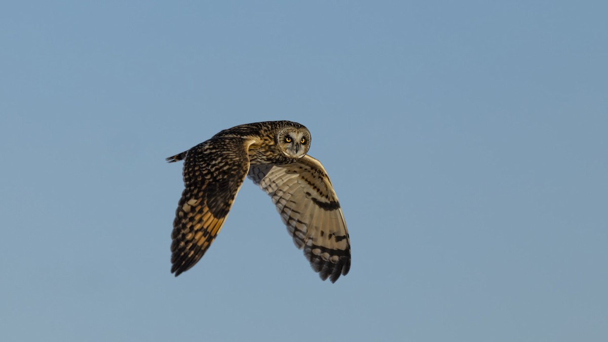 Zingira-hontza - ML647409915