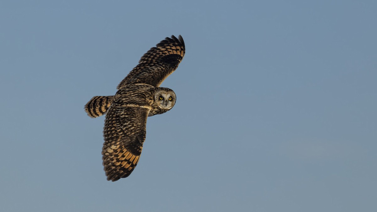 Zingira-hontza - ML647409916