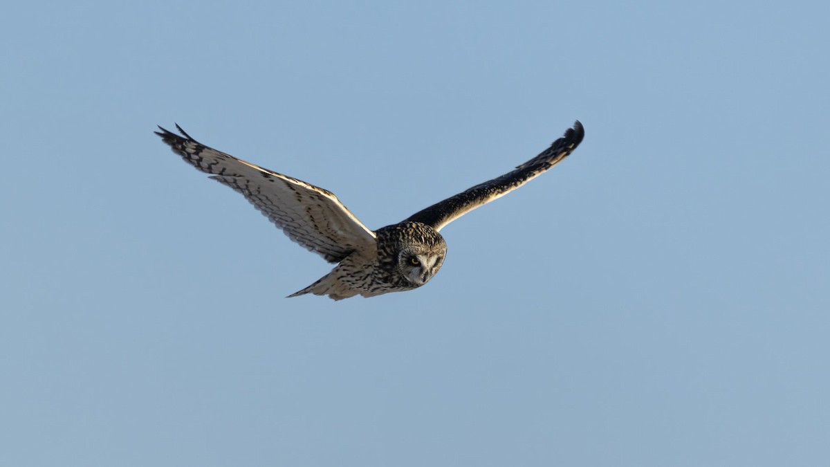 Zingira-hontza - ML647409918