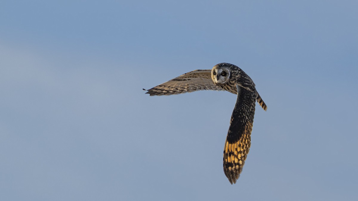 Zingira-hontza - ML647409919