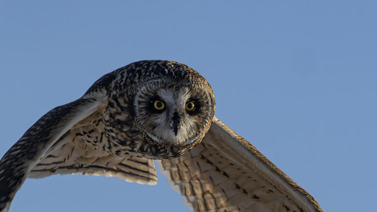 Zingira-hontza - ML647409920