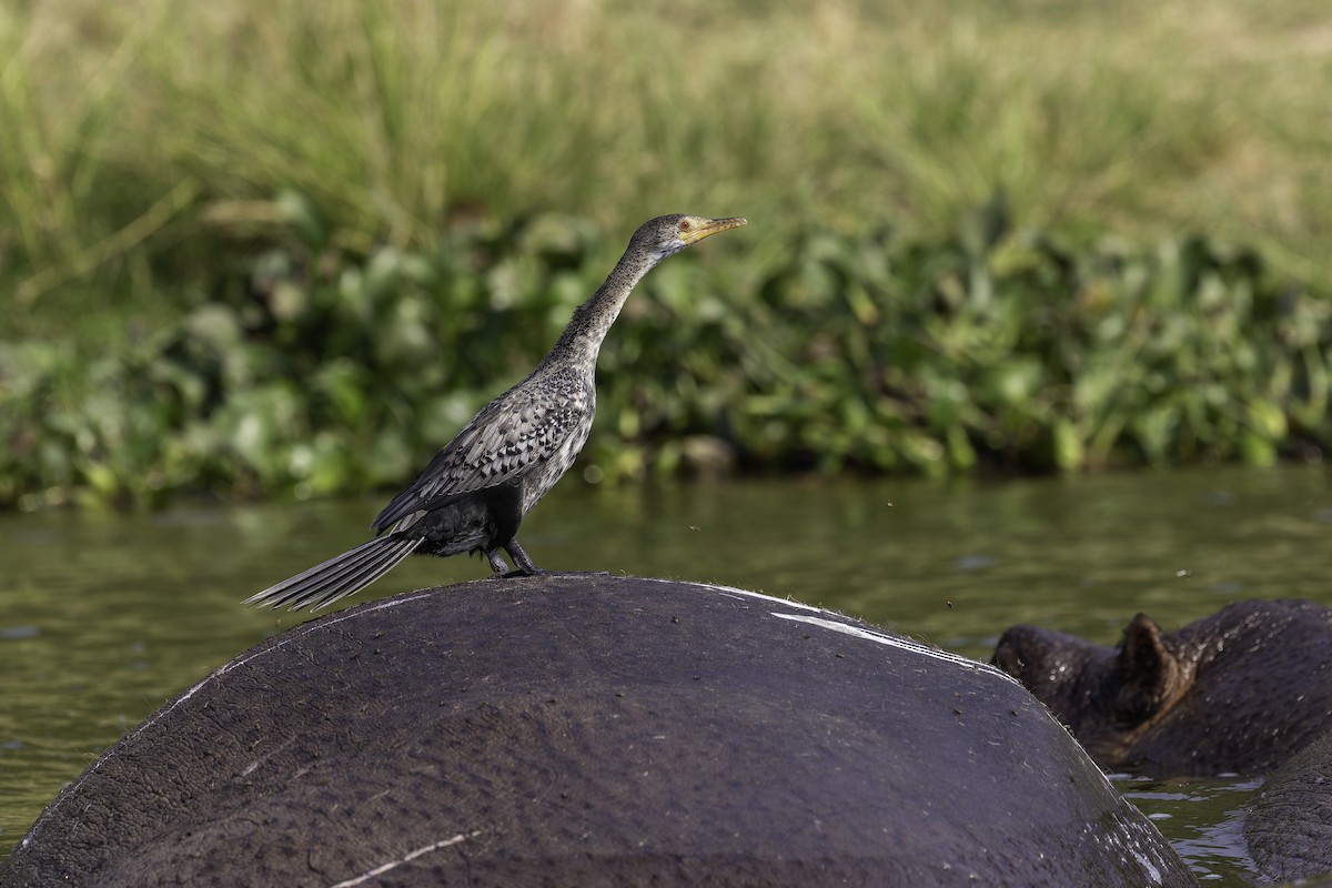 langstjertskarv - ML647409921