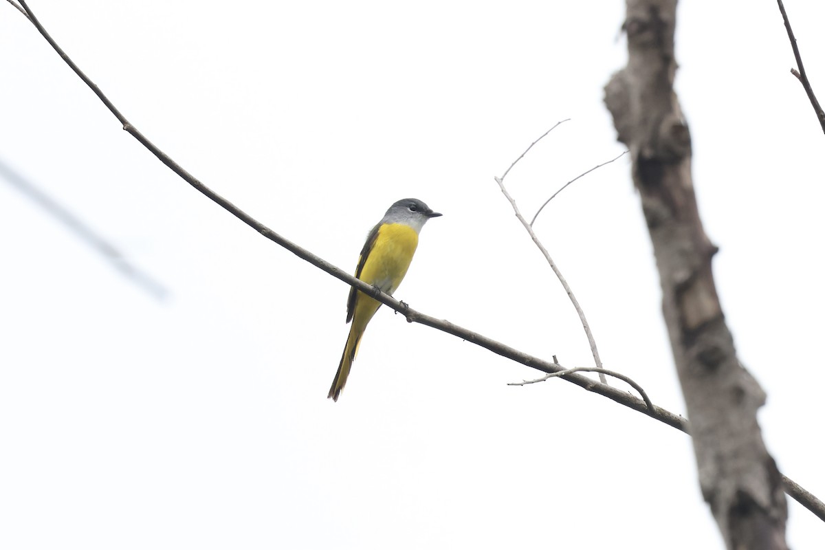 gråhakemønjefugl - ML647409926