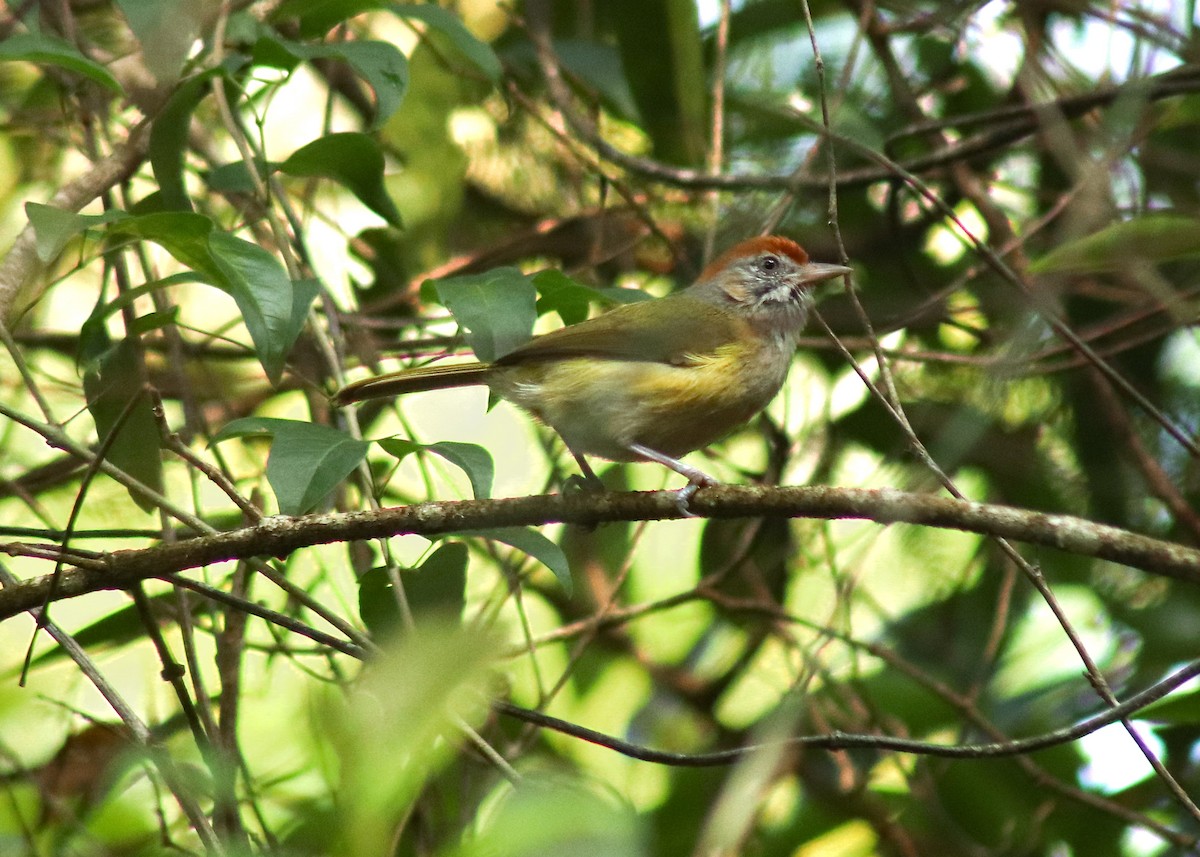 Gray-eyed Greenlet - ML647409986