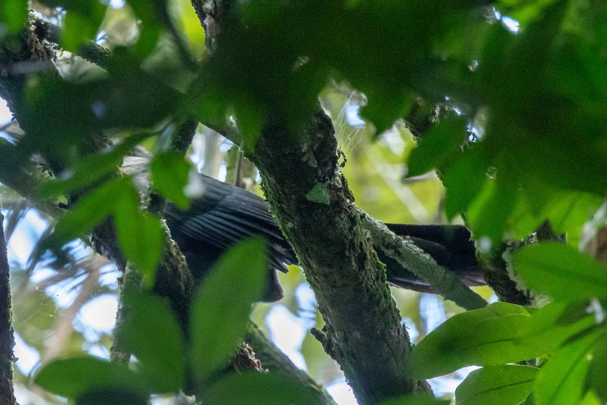 Green Malkoha - ML647410028