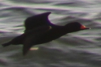 Американская синьга - ML647410049