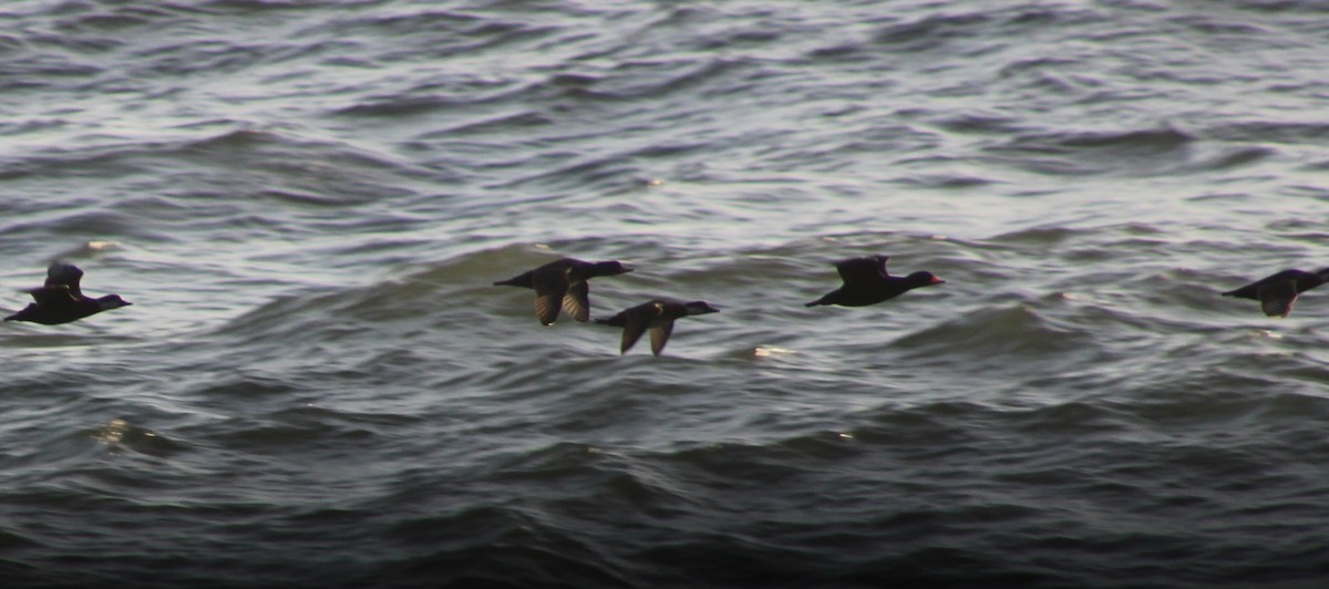 Американская синьга - ML647410050