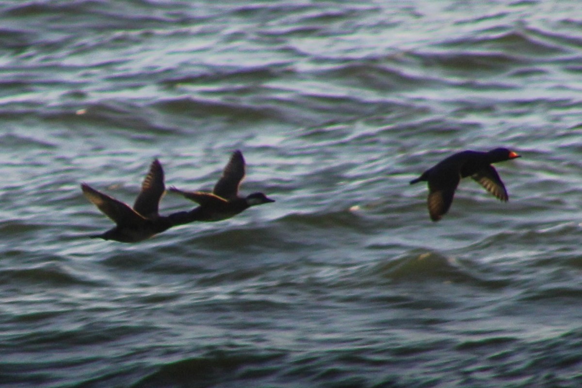 Американская синьга - ML647410051