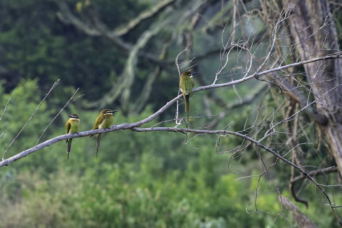 Olive Bee-eater - ML647410072