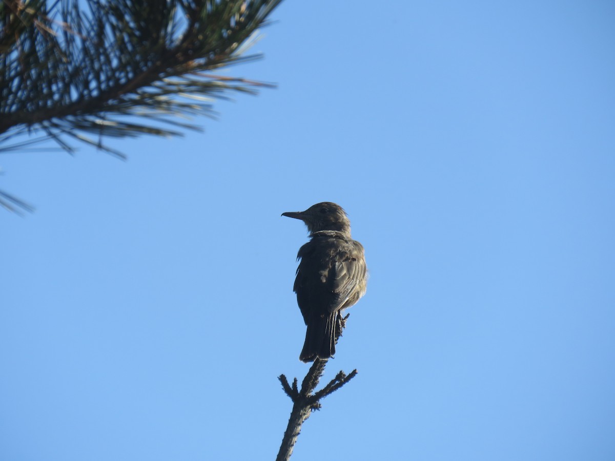 Great Shrike-Tyrant - ML647410110