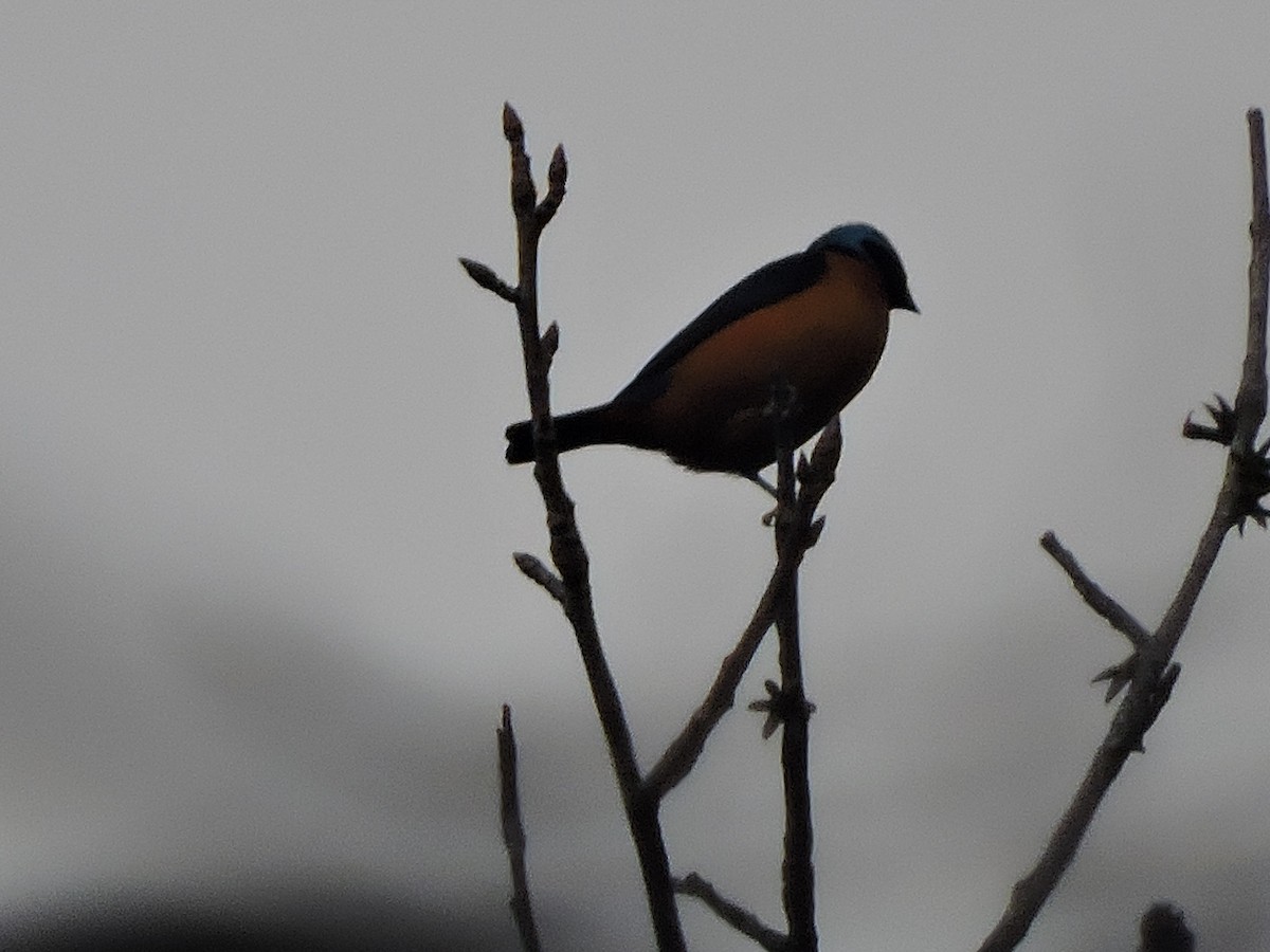 Elegant Euphonia - ML647410116