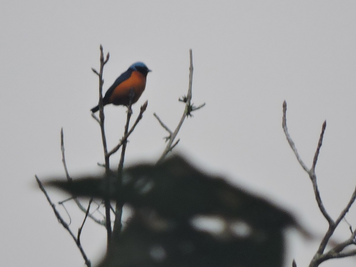 Elegant Euphonia - ML647410121