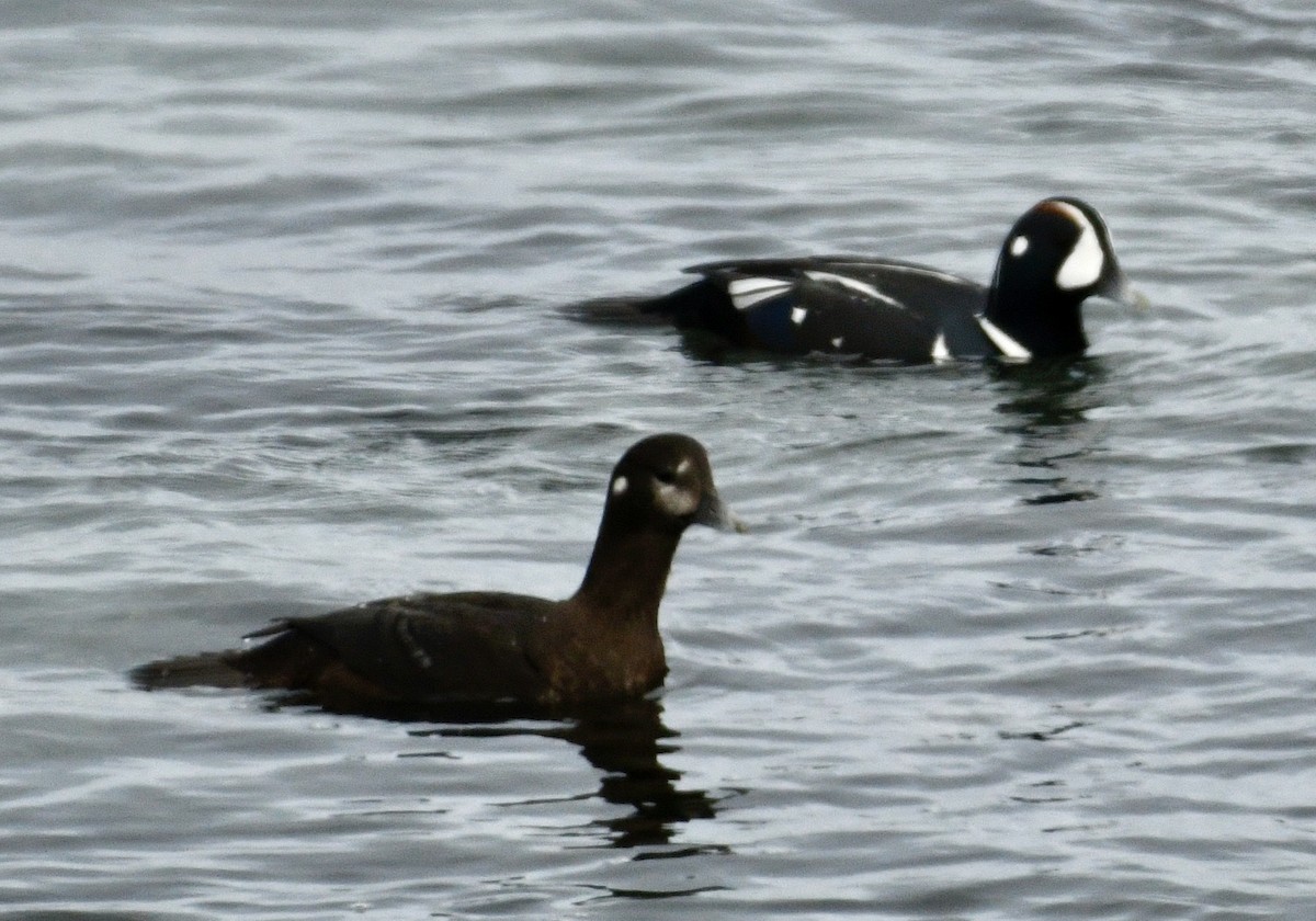 Harlequin Duck - ML647410140