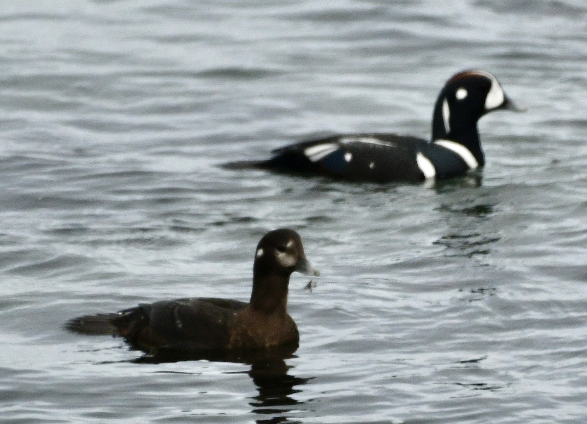 Harlequin Duck - ML647410141