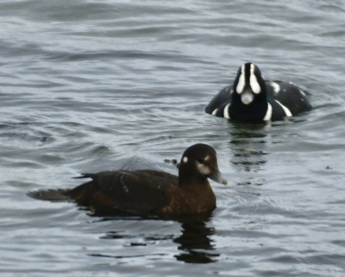 Harlequin Duck - ML647410142