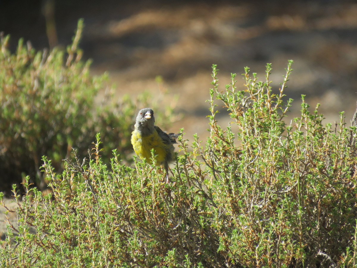 Gray-hooded Sierra Finch - ML647410145