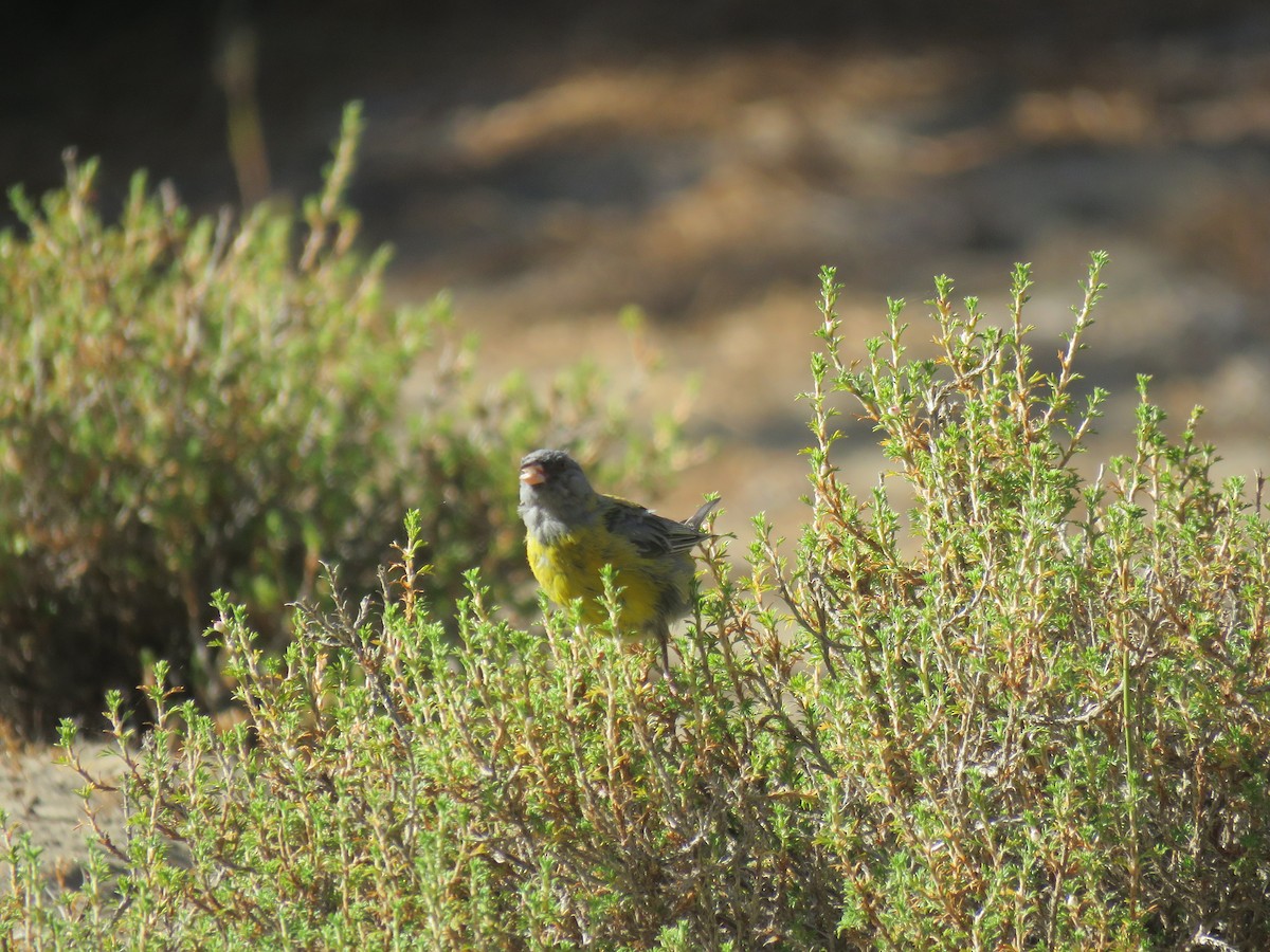 Gray-hooded Sierra Finch - ML647410146