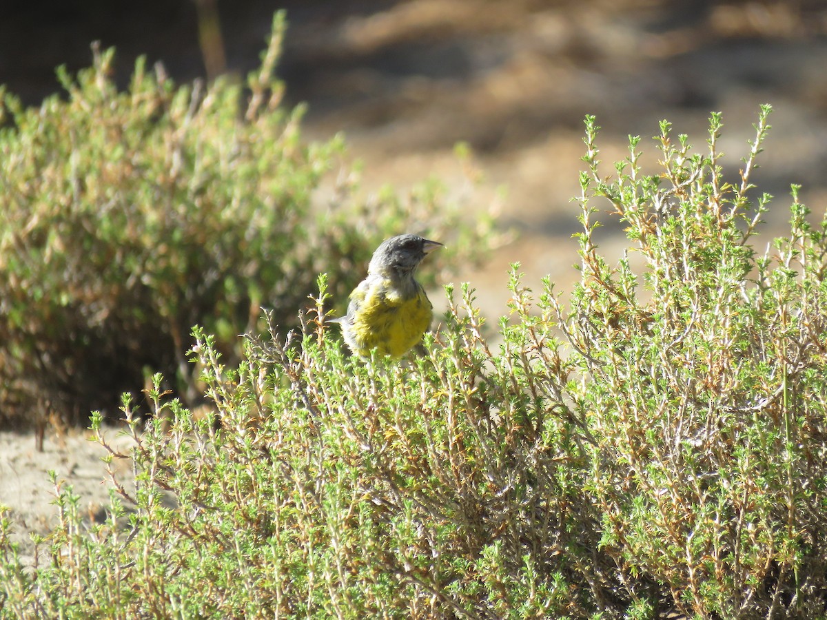 Gray-hooded Sierra Finch - ML647410147