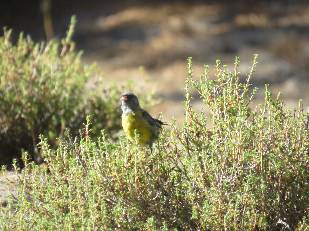 Gray-hooded Sierra Finch - ML647410148