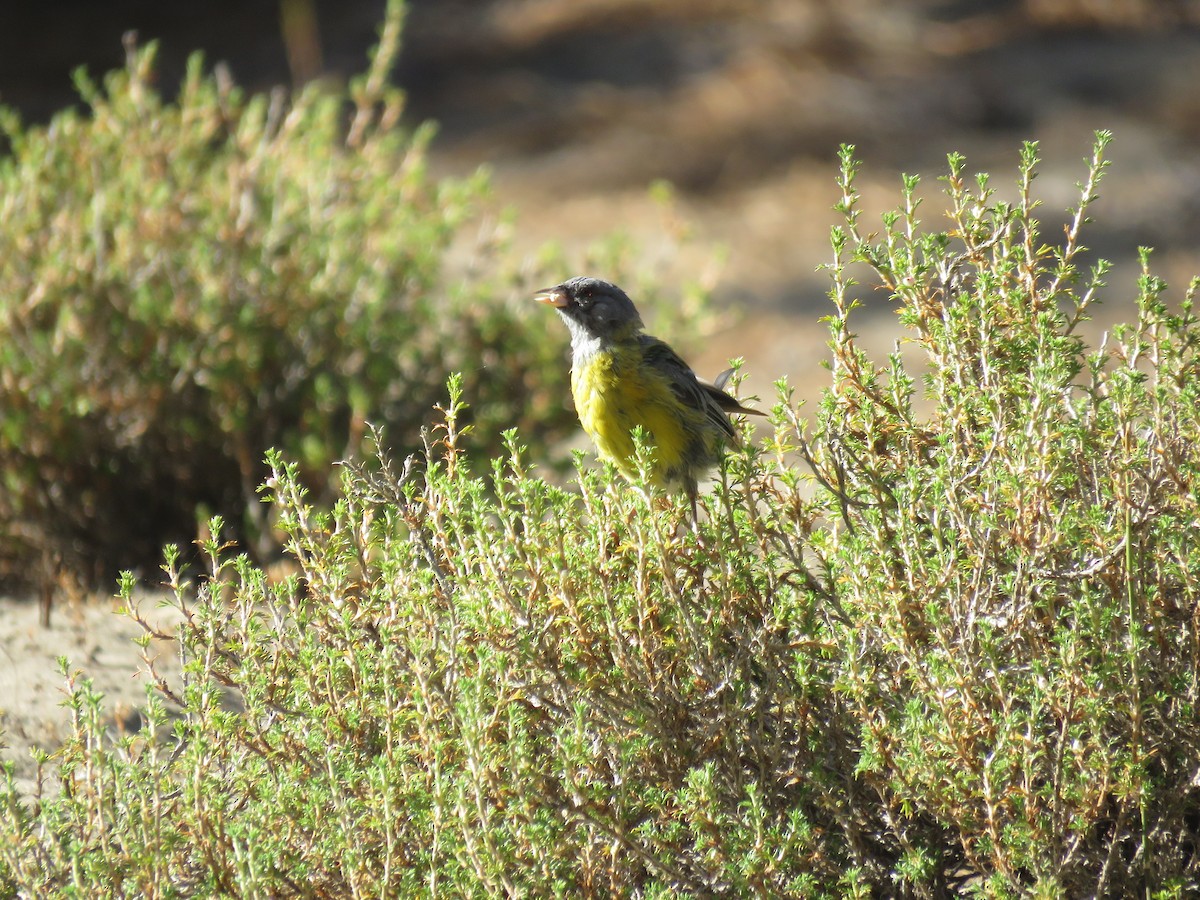 Gray-hooded Sierra Finch - ML647410149