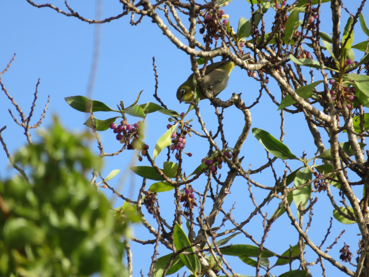 Kapbrillenvogel - ML647410160