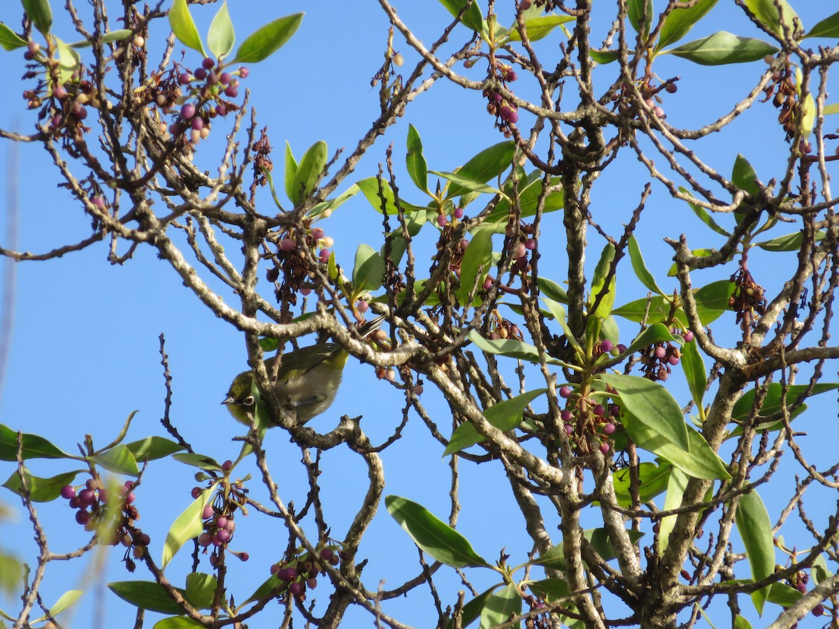 Kapbrillenvogel - ML647410161