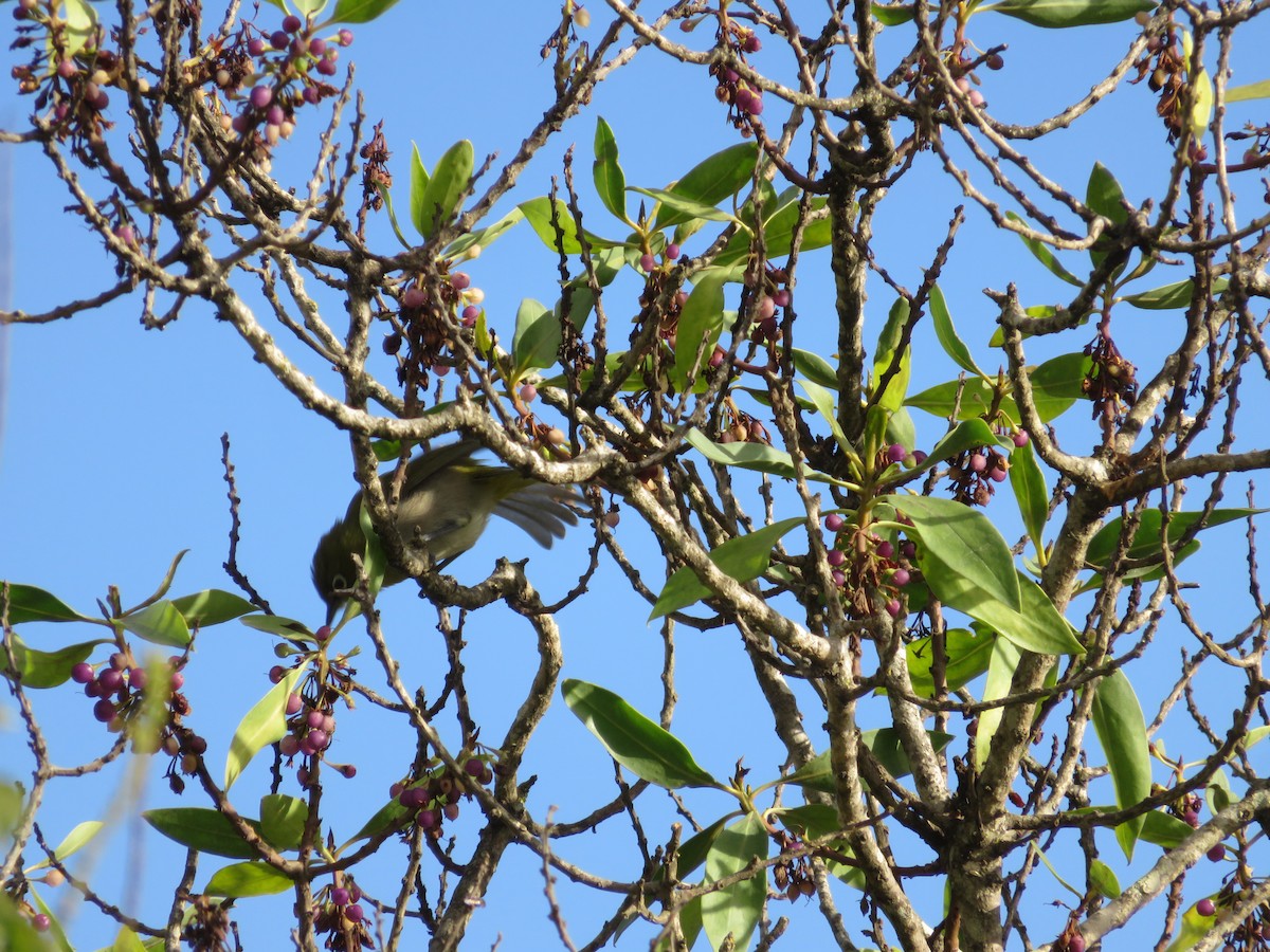 Kapbrillenvogel - ML647410162