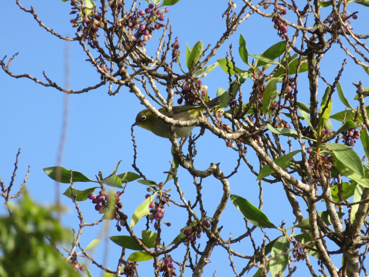 Kapbrillenvogel - ML647410163