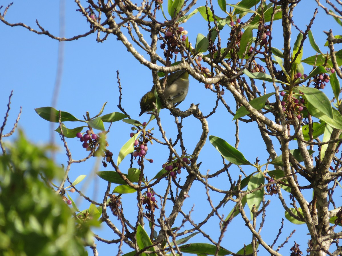 Kapbrillenvogel - ML647410164