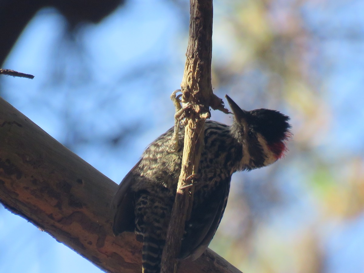 datel páskovaný - ML647410165