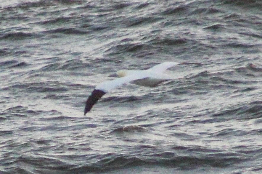 סולה מצויה - ML647410166