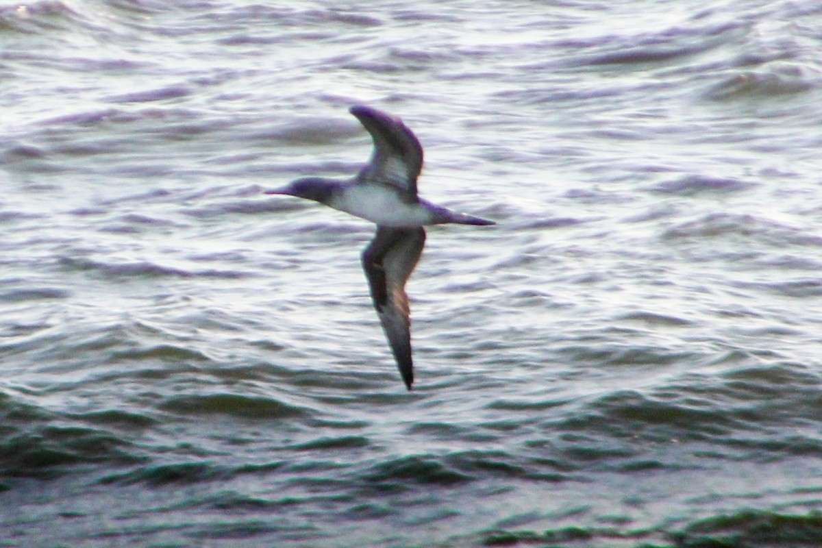 סולה מצויה - ML647410167