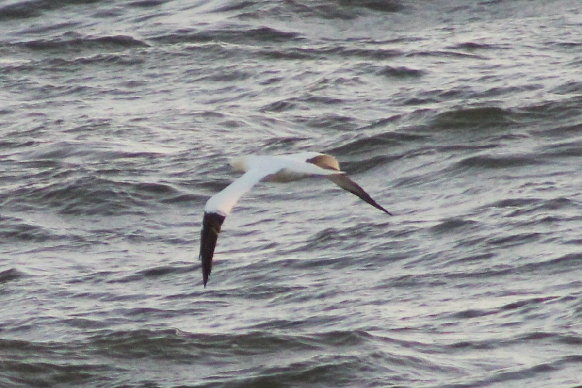 סולה מצויה - ML647410168