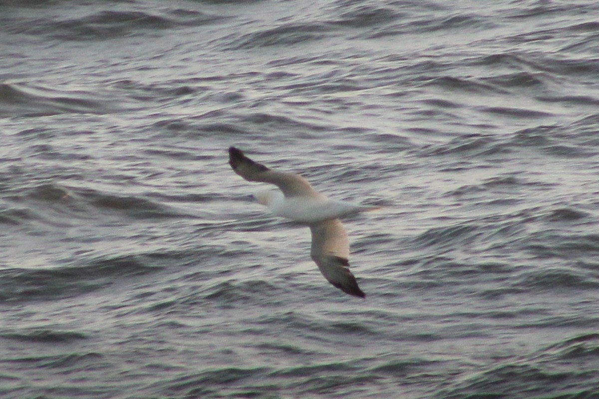 סולה מצויה - ML647410169