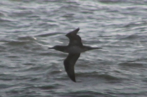 סולה מצויה - ML647410170