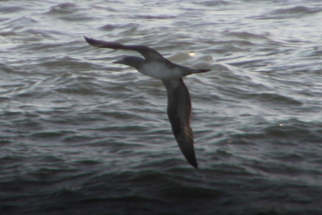 סולה מצויה - ML647410171